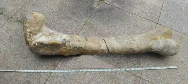 有富策略 最长暴龙、最高猛犸象，这里藏着一对“世界顶流”